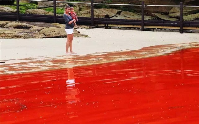 Thủy triều đỏ xảy ra tại Australia. Hiện tượng này đang ngày càng trở nên phổ biến khắp thế giới. Ảnh: ABC News