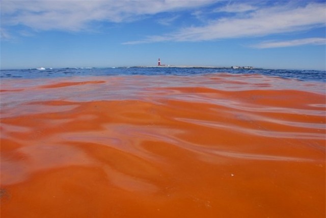 Su nguy hiem cua thuy trieu do hinh anh 1