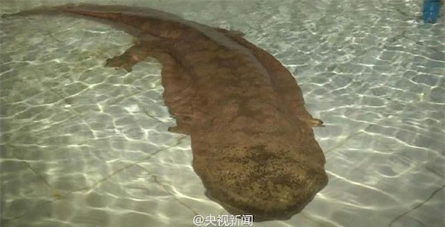 Nhà hàng bị phạt 1,7 tỷ vì