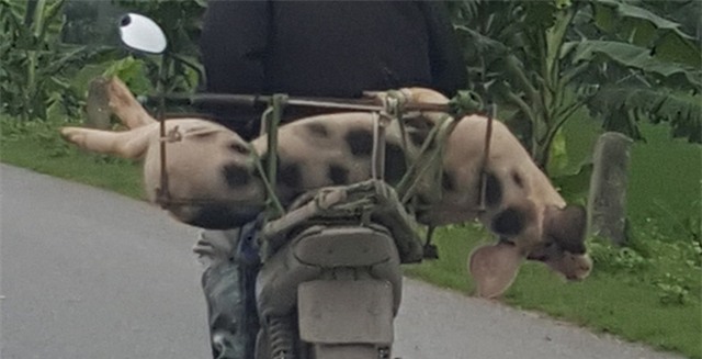 thịt lợn chết, đường dây buôn bán lợn chết, chợ đầu mối bán thịt lợn chết, thịt lợn bẩn, chợ hà nam