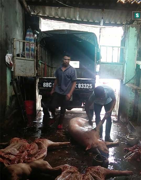 thịt lợn chết, đường dây buôn bán lợn chết, chợ đầu mối bán thịt lợn chết, thịt lợn bẩn, chợ hà nam