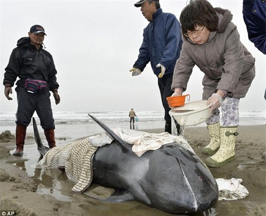  Người Nhật lấy nước làm mát cho cá voi dạt vào thành phố biển Hokota. Ảnh: AP 
