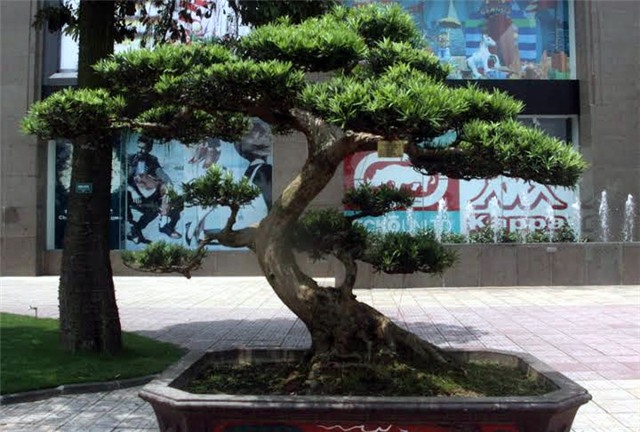 cây cảnh, triển lãm cây cảnh, siêu phẩm, siêu cây cảnh, cây cảnh Việt Nam, nghệ nhân cây cảnh