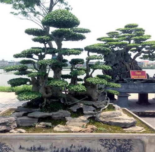 cây cảnh, triển lãm cây cảnh, siêu phẩm, siêu cây cảnh, cây cảnh Việt Nam, nghệ nhân cây cảnh