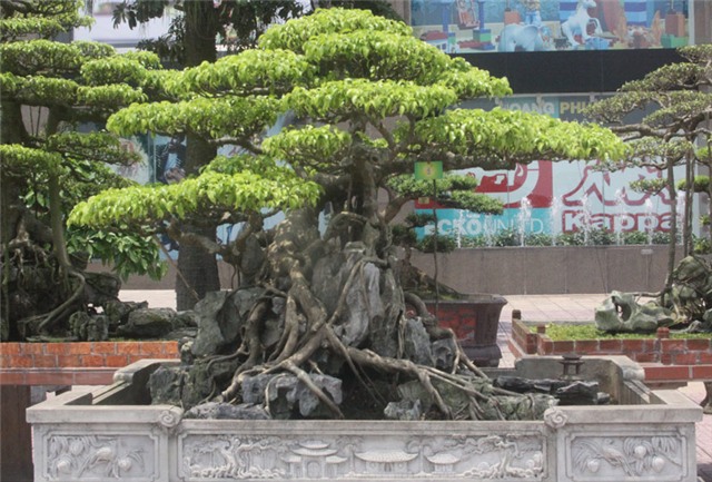 cây cảnh, triển lãm cây cảnh, siêu phẩm, siêu cây cảnh, cây cảnh Việt Nam, nghệ nhân cây cảnh