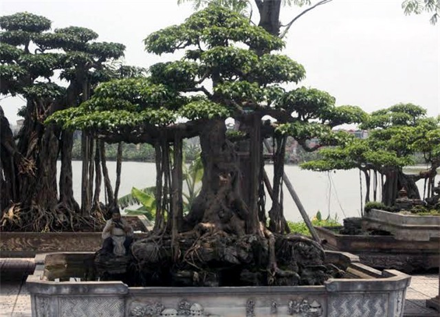 cây cảnh, triển lãm cây cảnh, siêu phẩm, siêu cây cảnh, cây cảnh Việt Nam, nghệ nhân cây cảnh