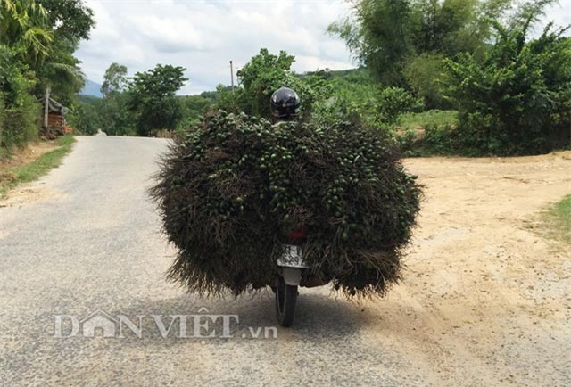 cau tuoi doi gia 30 lan, thuong lai nuom nuop lung mua hinh anh 3