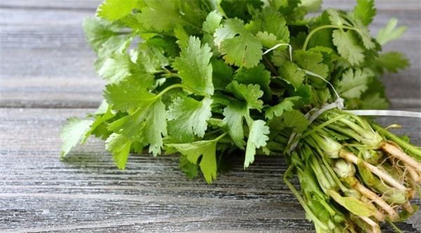 Sử dụng rau mùi để giải độc thủy ngân(Ảnh: Internet)