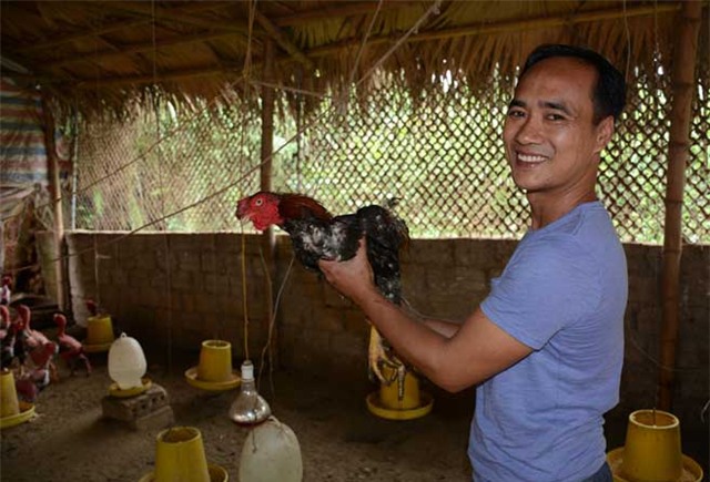 bỏ việc giám đốc lên núi nuôi gà, nuôi gà đông tảo, trồng chanh đào, chủ trang trại gà đông tảo