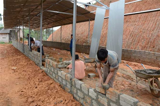 bỏ việc giám đốc lên núi nuôi gà, nuôi gà đông tảo, trồng chanh đào, chủ trang trại gà đông tảo