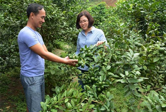 bỏ việc giám đốc lên núi nuôi gà, nuôi gà đông tảo, trồng chanh đào, chủ trang trại gà đông tảo