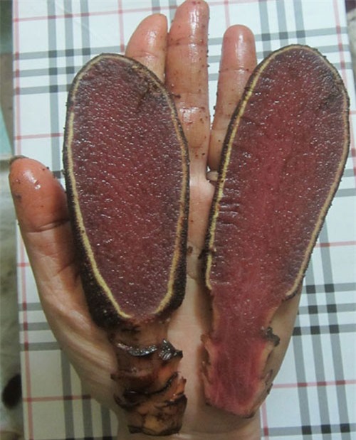 su that ve loai nam giup quy ong sung man, quy ba hoi xuan hinh anh 4