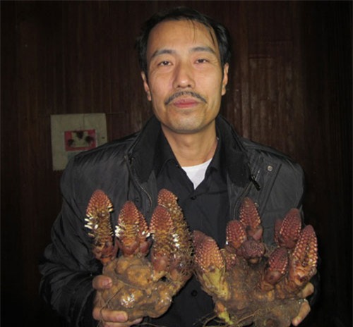 su that ve loai nam giup quy ong sung man, quy ba hoi xuan hinh anh 2