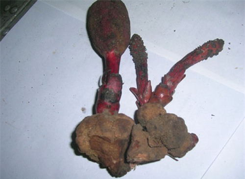 su that ve loai nam giup quy ong sung man, quy ba hoi xuan hinh anh 3