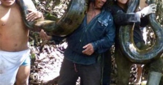 Tay không đánh bại rắn khổng lồ để thử thách sức mạnh