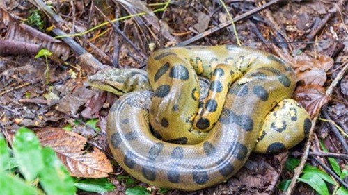 
Một con rắn khổng lồ xanh anaconda có thể dài đến 8m
