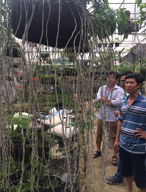 lan rừng, lan rừng quý hiếm, lan rừng đặc hữu quý hiếm, vườn lan rừng Văn Sỹ, giống lan rừng