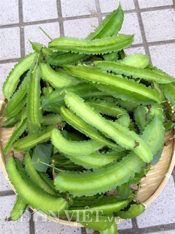 khu vuon 5m2