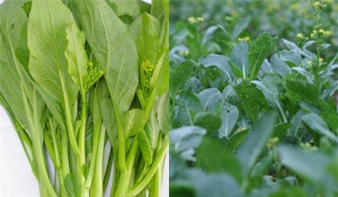 rau của quả mùa hè tắm hóa chất, rau tắm nhiều hóa chất, phun thuốc trừ sâu lên rau, rau cải, rau muống, cà chua, rau bí