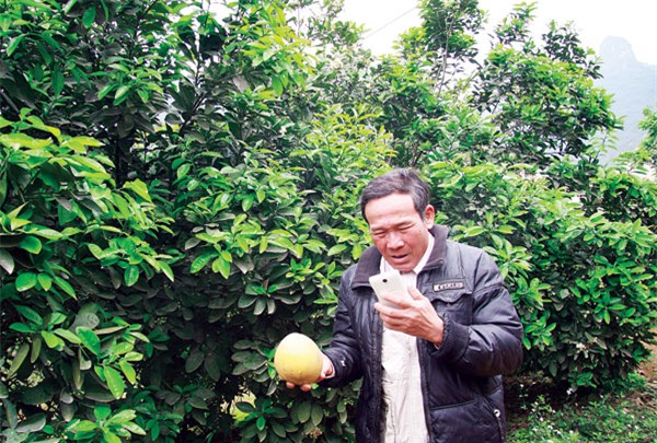 bưởi Diễn, trồng bưởi diễn trên đất Mường, trồng bưởi Diễn, cây bưởi Diễn