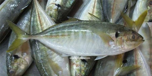 Cá tươi ngon thường có màu tươi sáng, da bóng, vảy bám chắc (Ảnh minh họa)
