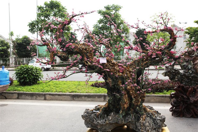 ngam cay dao the bang da quy gia bac ty o ha noi hinh anh 1