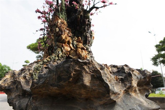 ngam cay dao the bang da quy gia bac ty o ha noi hinh anh 5