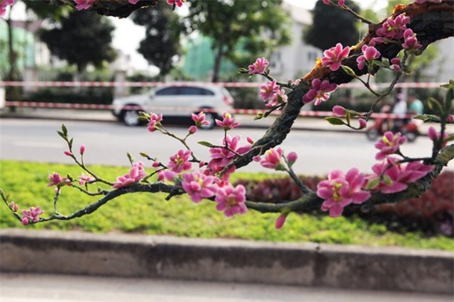 ngam cay dao the bang da quy gia bac ty o ha noi hinh anh 8