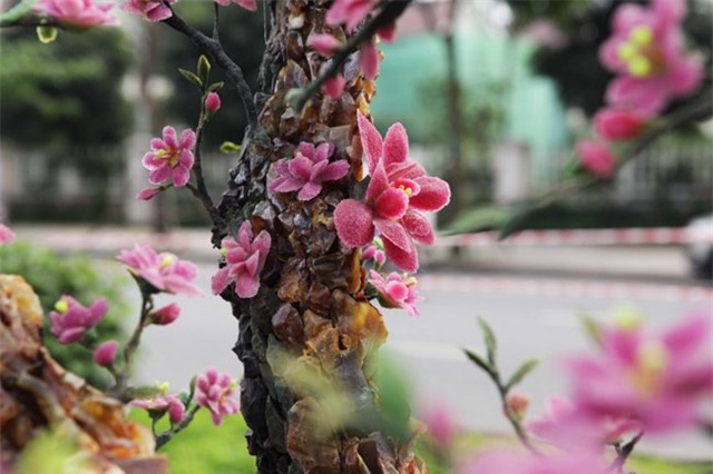 ngam cay dao the bang da quy gia bac ty o ha noi hinh anh 9