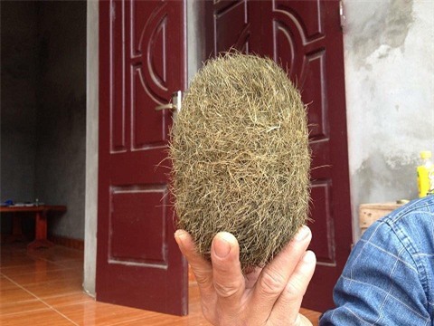 1 trong 2 quả trưng vàng được người dân phát hiện được đồng thổi là rất quý hiếm