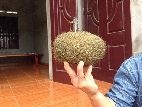 quả trứng vàng là bài thuốc đông y rất quý hiếm chỉ là tin đồn?.