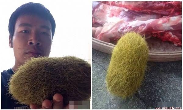 Quả trứng vàng đầu tiên được người dân phát hiện được định giá 21 tỷ đồng.