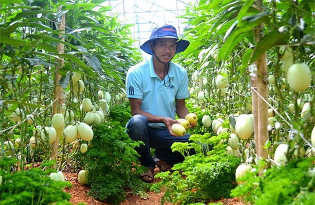 Thu 2 trieu moi ngay tu trong dua pepino hinh anh 1