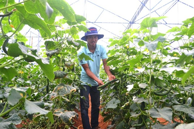Thu 2 trieu moi ngay tu trong dua pepino hinh anh 3