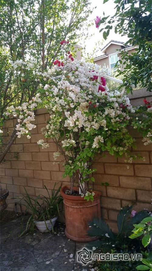 Khu vườn sao Việt ở nước ngoài 0