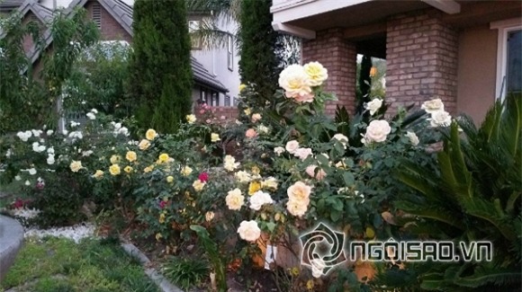 Khu vườn sao Việt ở nước ngoài 0