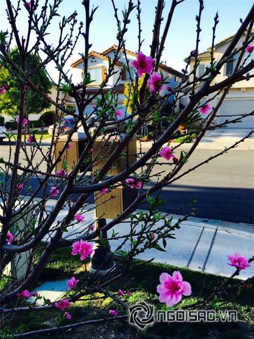 Khu vườn sao Việt ở nước ngoài 3