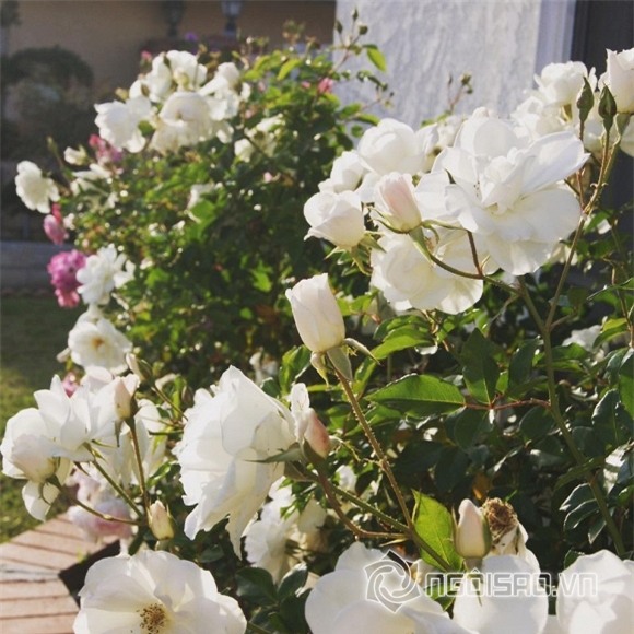 Khu vườn sao Việt ở nước ngoài  17