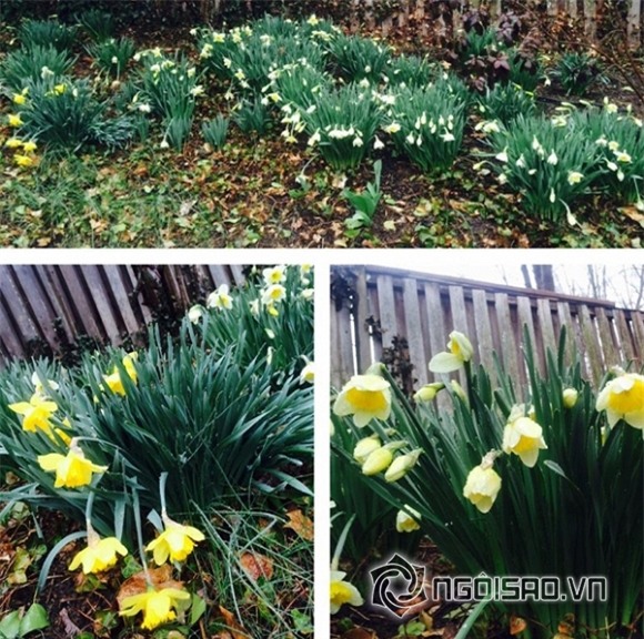 Khu vườn sao Việt ở nước ngoài 0