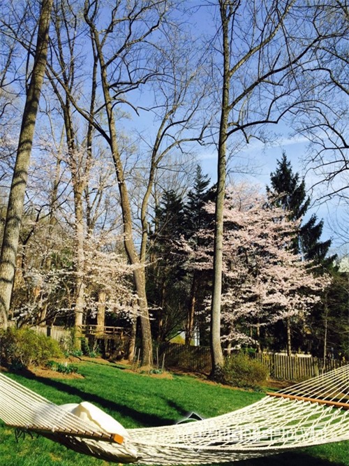 Khu vườn sao Việt ở nước ngoài  2