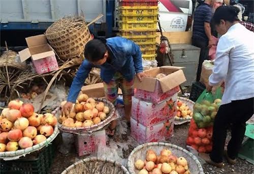 hoa quả trung quốc, hoa quả tàu, hoa quả nội, hoa quả việt nam, hoa quả trung quốc độc hại, nhập hoa quả Trung quốc