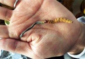 đông trùng hạ thảo, đông trùng hạ thảo Việt Nam, đông trùng hạ thảo Trung Quốc, công dụng của đông trùng hạ thảo, đông y