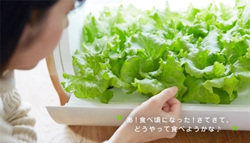 trồng rau sạch, trồng rau sạch kiểu Nhật Bản, trồng rau thủy canh