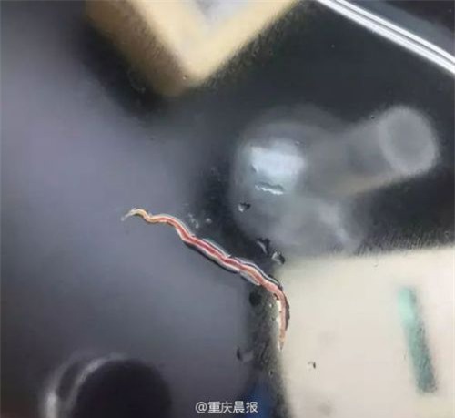 Loại giun do cô Lâm ho ra được xác định không phải là ký sinh trùng y học. (Ảnh: nguồn internet).