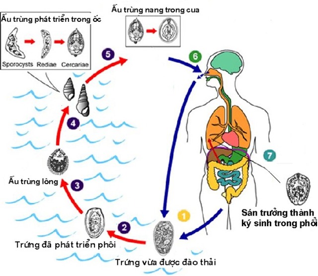 Vòng đời của sán lá phổi. (Nguồn internet).