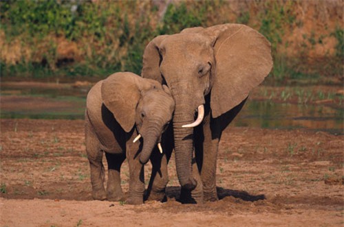 top 10 loai dong vat mang thai lau nhat hinh anh 1