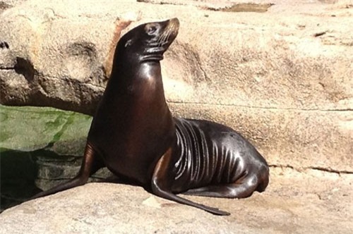 top 10 loai dong vat mang thai lau nhat hinh anh 10