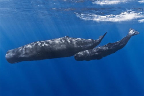 top 10 loai dong vat mang thai lau nhat hinh anh 3