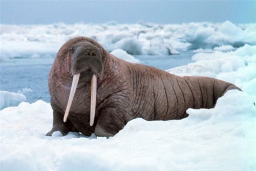 top 10 loai dong vat mang thai lau nhat hinh anh 4