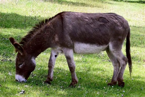 top 10 loai dong vat mang thai lau nhat hinh anh 7